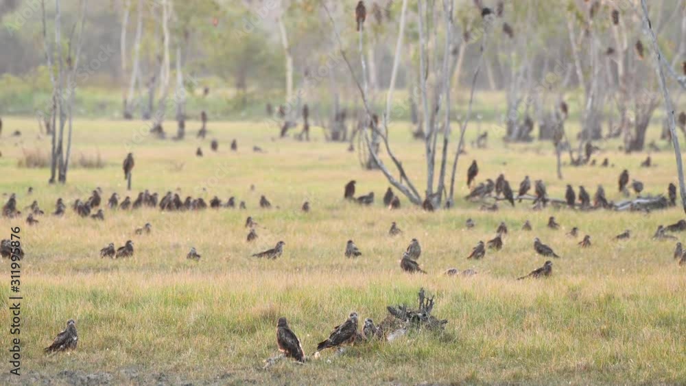 Black-eared Kite, Milvus lineatus; roosting on the ground and on trees and one Kite takes off from the right hand side then others followed from the backside. Black-eared Kite, Milvus lineatus; roosting on the ground and on trees and one Kite takes off from the right hand side then others followed from the backside.