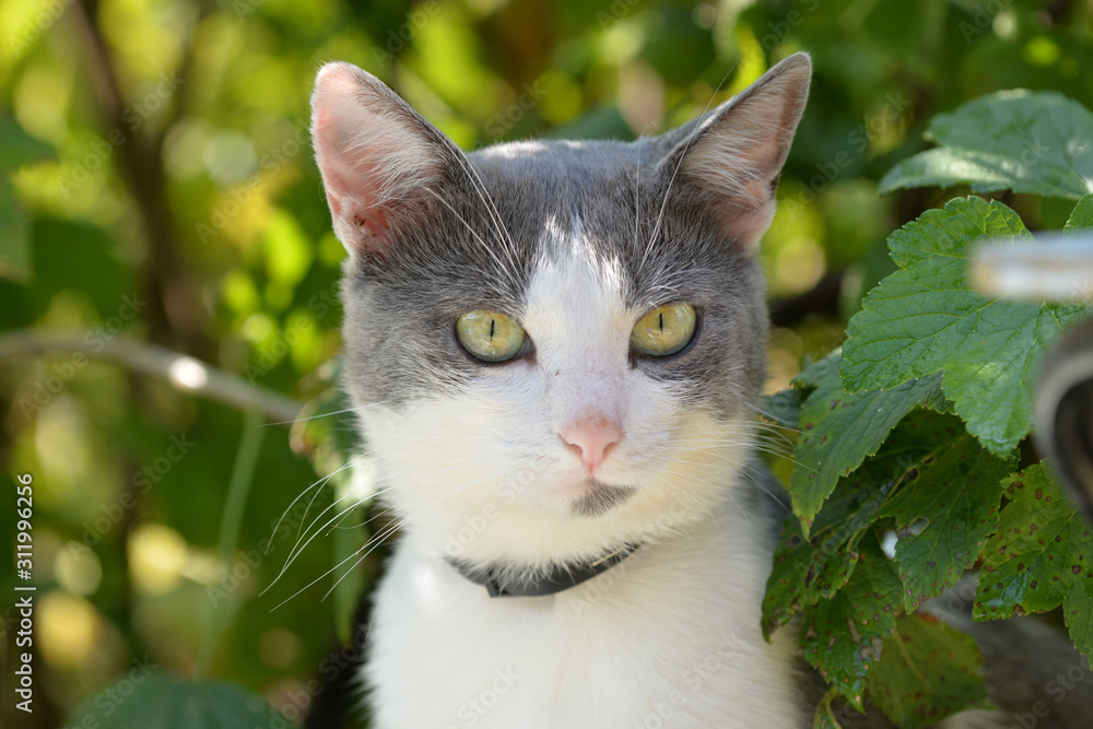 Portrait of a cat in a summer garden on a hot sunny day