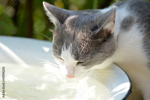 A cat drinks water in a summer garden on a hot day