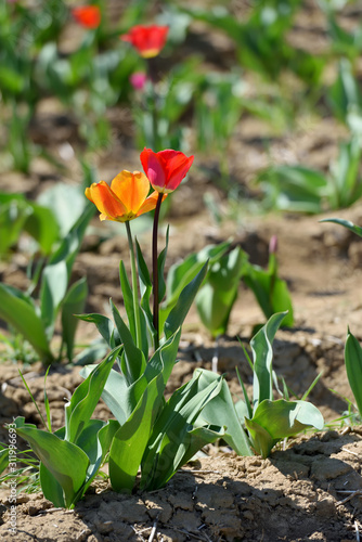Two tulips growing out of the ground on a sunny day. Red and Yellow tulips grows in the ground in spring