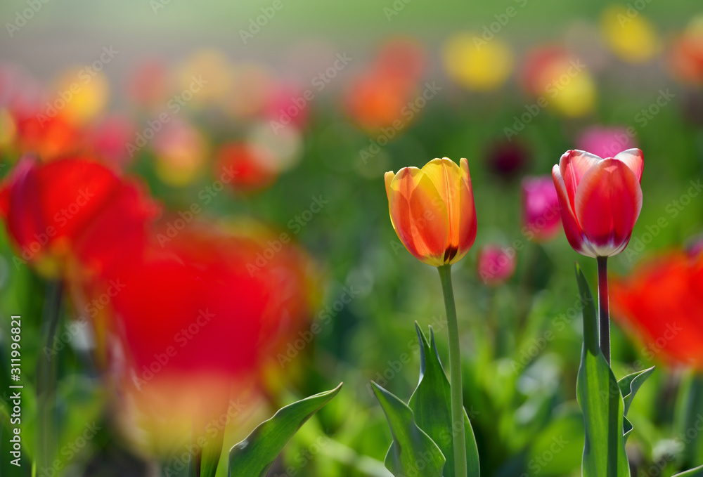 Obraz premium Two tulips growing out of the ground on a sunny day. Red and Yellow tulips grows in the ground in spring