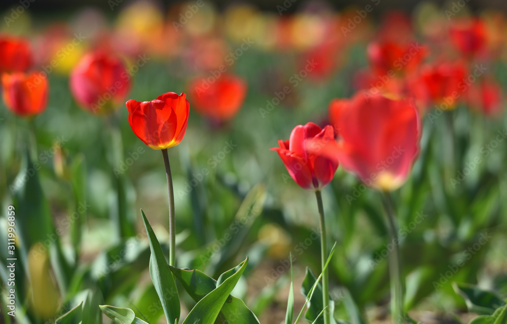 Beautiful red tulips in the home garden on a sunny day with text space Beautiful red tulips in the home garden on a sunny day with text space