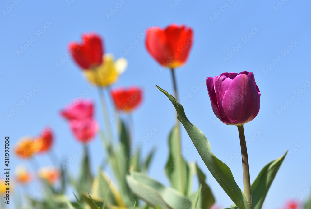 Fototapeta premium Beautiful lilac tulip on a background of blue sky and other tulips