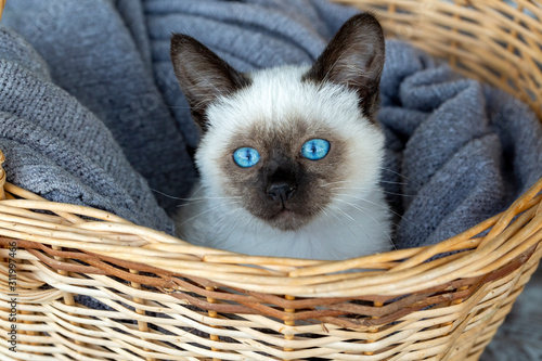 Pet animal; cute siamese ki...