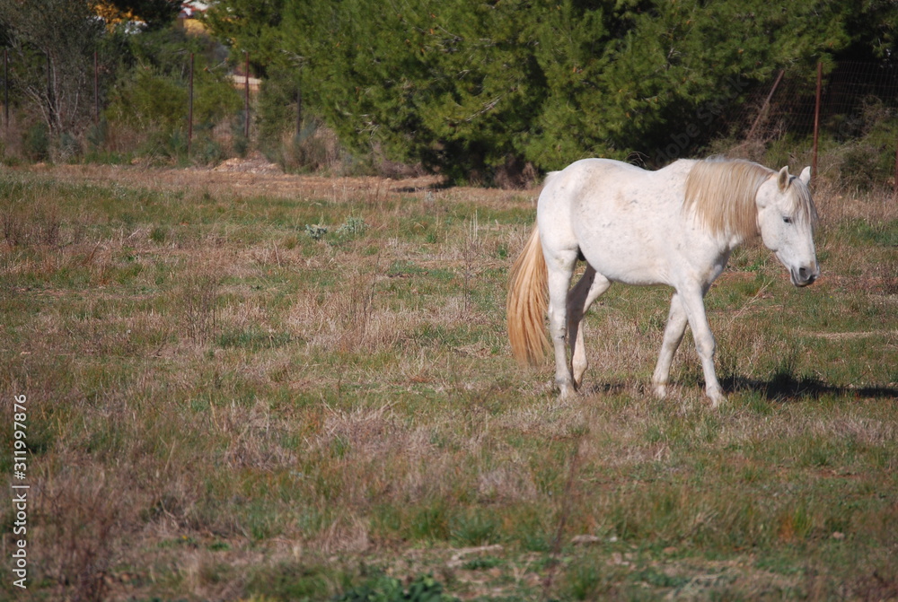 White Horse in Field Portrait