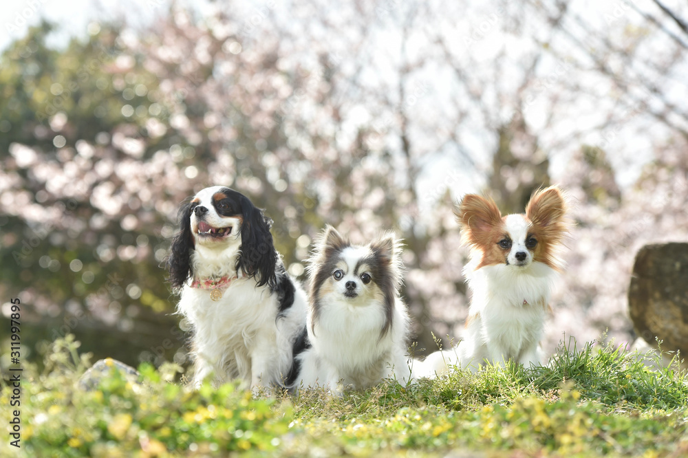 キャバリア　チワワ　パピヨン