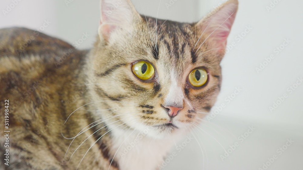 Close-up portrait of Bengal cat on white background