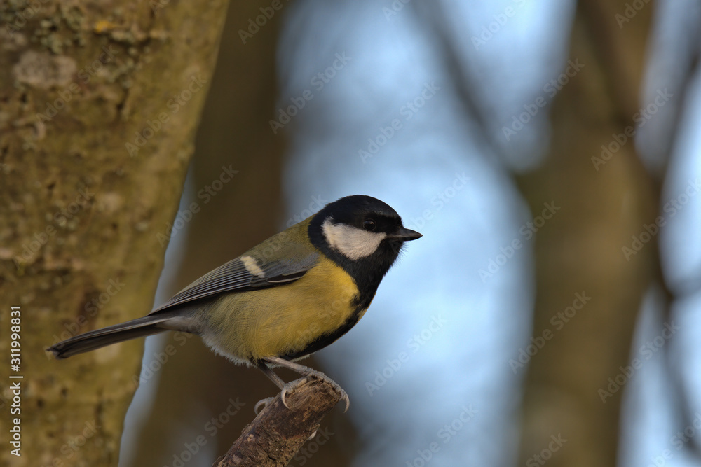 Obraz premium Great tit is a small woodland bird, Also can be found in Uk gardens.