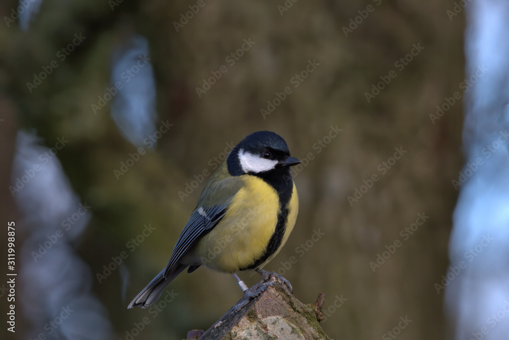 Great tit is a small woodland bird, Also can be found in Uk gardens.