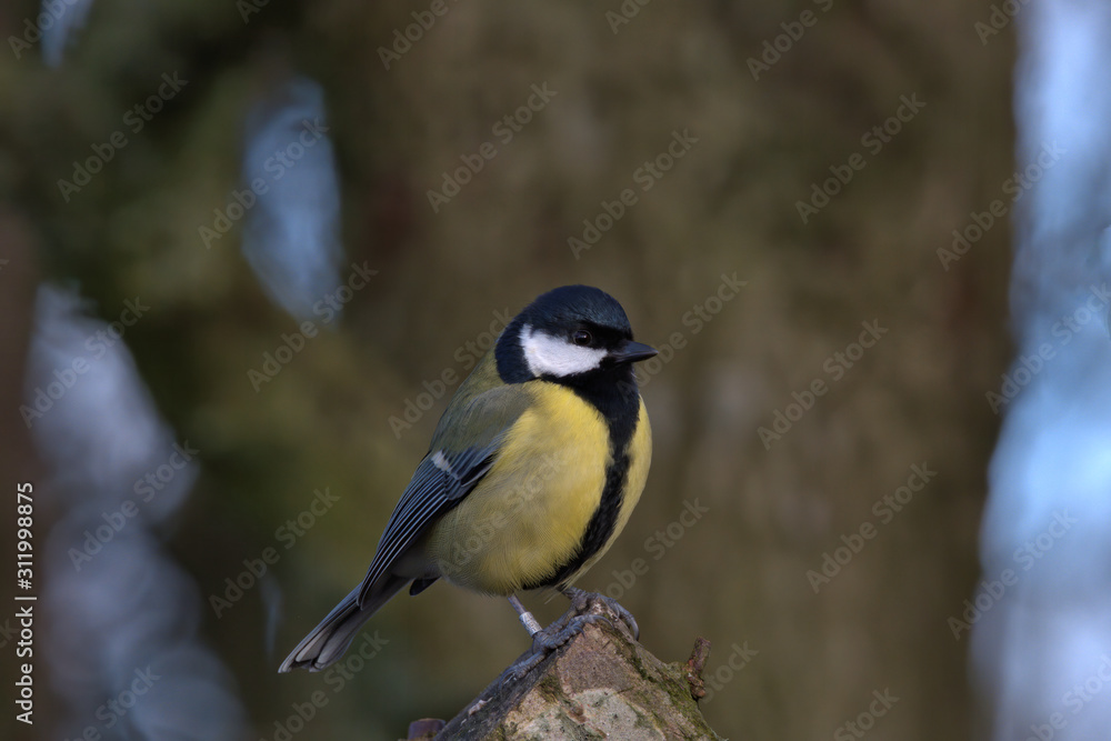 Great tit is a small woodland bird, Also can be found in Uk gardens. Great tit is a small woodland bird, Also can be found in Uk gardens.