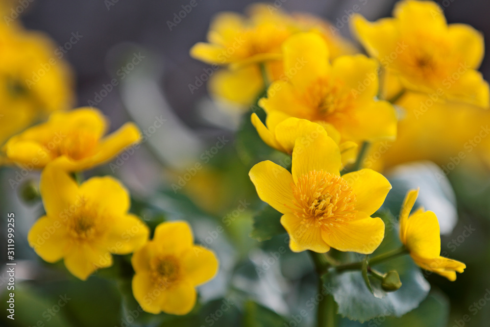 A beautiful bunch of yellow marsh marigold flowers in springtime A beautiful bunch of yellow marsh marigold flowers in springtime