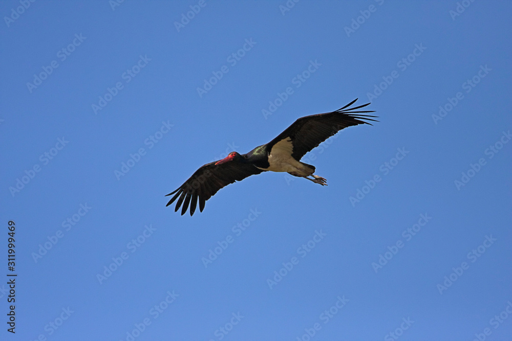 Fototapeta premium The black storkin flight against blue sky, Crna Mlaka, Croatia