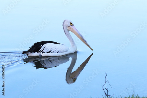 Reflecting Pelican