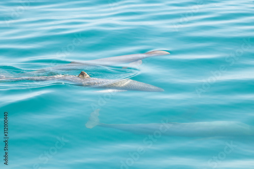Snub fin dolphins swimming through the clean ocean © jodie777