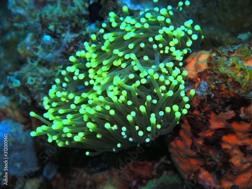 The amazing and mysterious underwater world of Indonesia, North Sulawesi, Manado, sea anemone photo