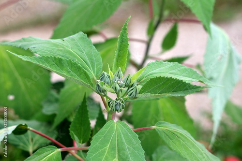 Closeup of Swamp rose mallow or Hibiscus moscheutos or Rose mallow or Crimsoneyed rosemallow or Eastern rosemallow cold hardy perennial wetland flowering plant with multiple closed flower buds photo