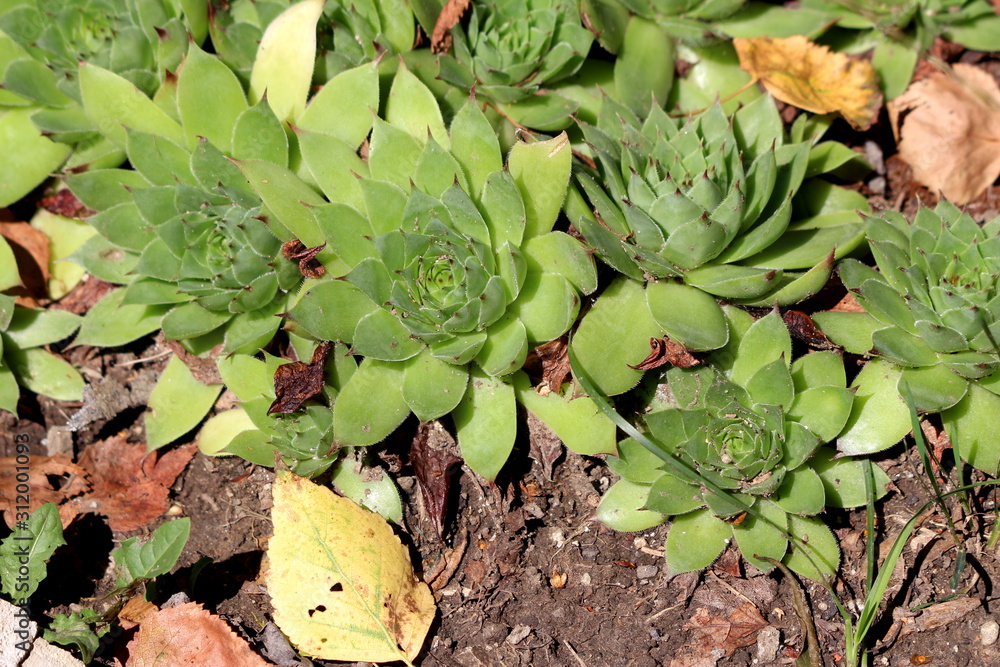 Common houseleek or Sempervivum tectorum rosette forming succulent evergreen perennial plants with green tufted sessile leaves densely planted in local home garden surrounded with fallen leaves on war Common houseleek or Sempervivum tectorum rosette forming succulent evergreen perennial plants with green tufted sessile leaves densely planted in local home garden surrounded with fallen leaves on war