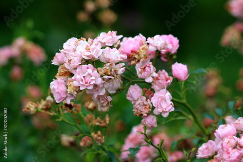 Densely growing cluster of small light pink open blooming and closed shriveled roses surrounded with dark green leaves planted in local home garden on warm sunny summer day