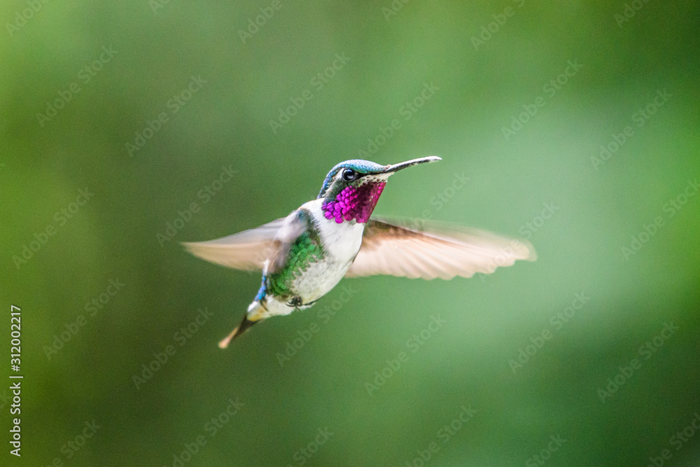 Fototapeta premium Hummingbird(Trochilidae)Flying gems ecuador costa rica panama