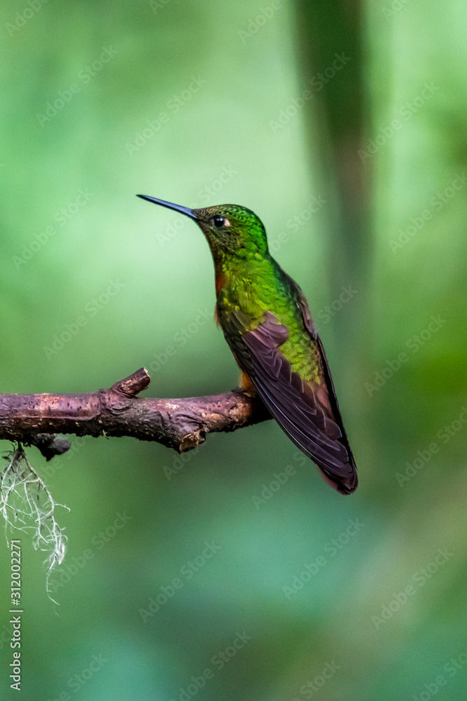 Fototapeta premium Hummingbird(Trochilidae)Flying gems ecuador costa rica panama
