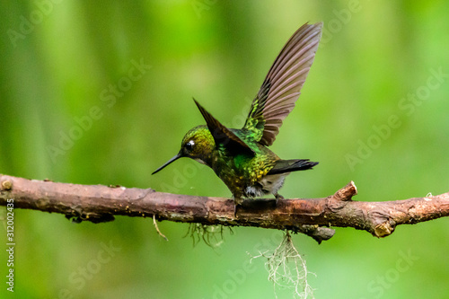 Hummingbird(Trochilidae)Flying gems ecuador costa rica panama © vaclav