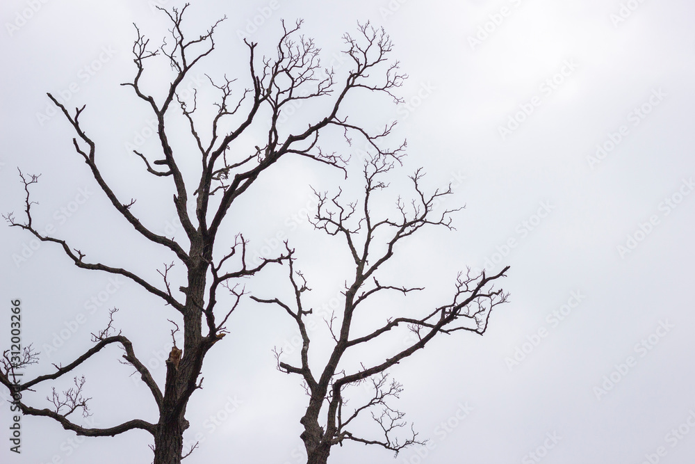 silhouette of tree on a blue background silhouette of tree on a blue background