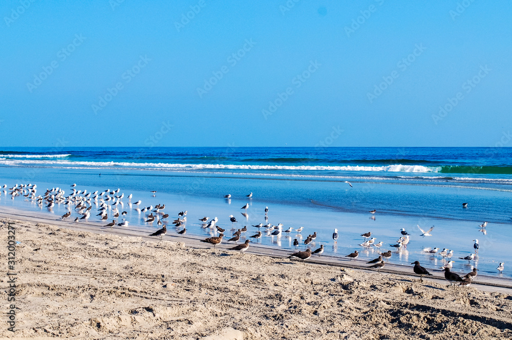 Seagulls on the sandy beach 