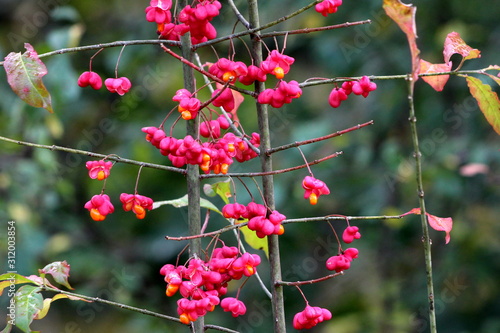 Hamiltons spindletree or Euonymus hamiltonianus or Himalayan spindle flowering tree filled with reddish fruit capsules split into four sections holding brown seeds with orange arils and leaves