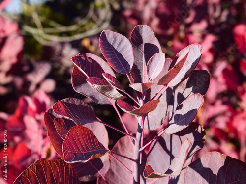 Autumn color leaves of cotinus coggygria. photo