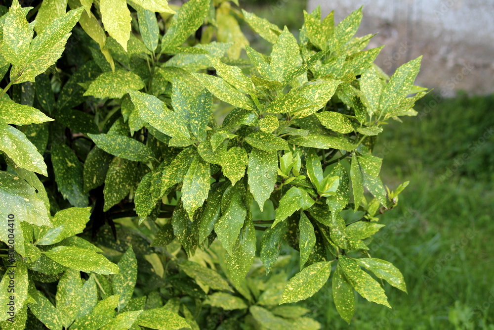 Japanese laurel or Aucuba japonica or Spotted laurel or Gold dust plant