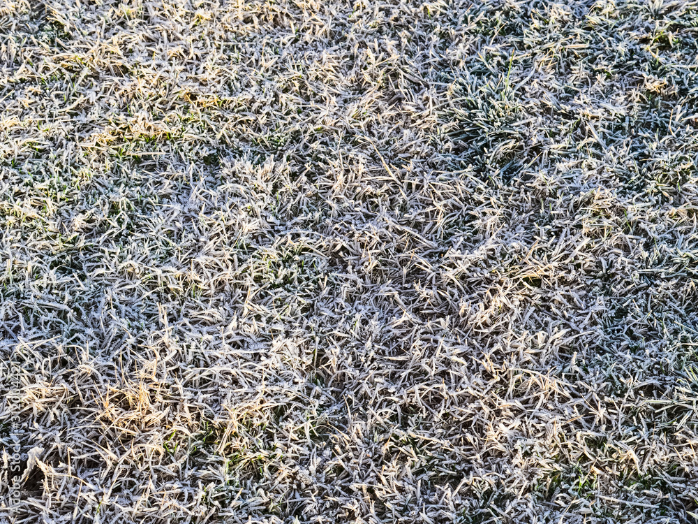 Background of frosted grass. Frost on the grass Background of frosted grass. Frost on the grass
