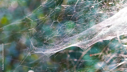 Spider web texture on a sunny day. geometric patterns woven by a spider on a green natural background.