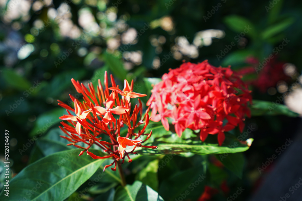 Close up red Ixora Coccinea (West Indian Jasmine) flower tree Close up red Ixora Coccinea (West Indian Jasmine) flower tree