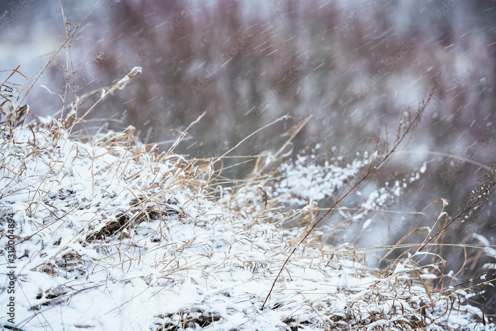 Dry grass in the field and snowfall-the concept of winter weather. Natural landscape.