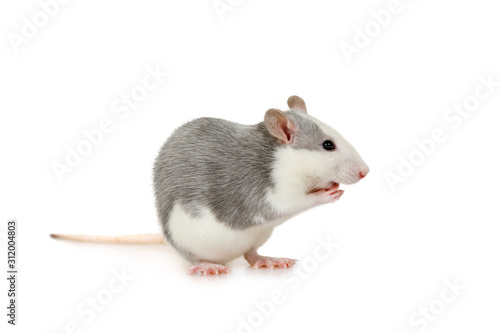 Small gray rat standing up on its hind legs