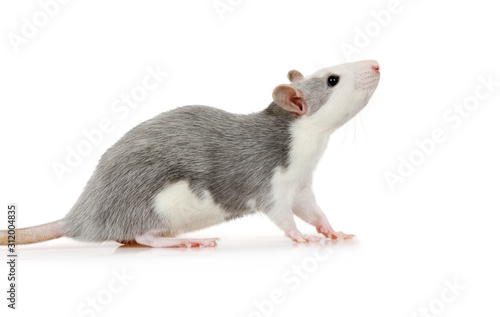 Little cute rat sitting on a white background