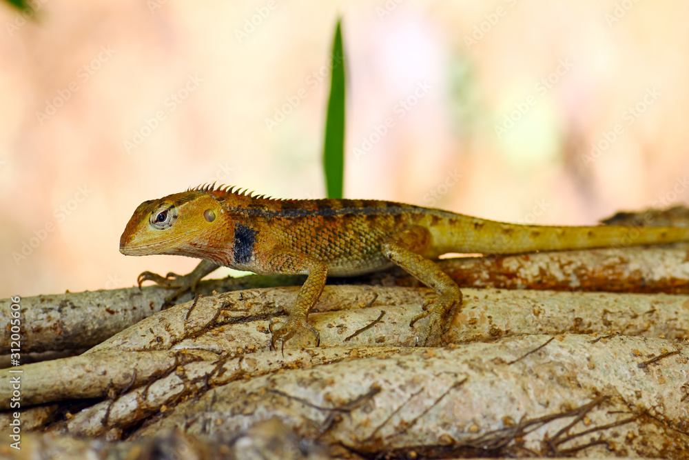 small lizard on a branch, Bronchocela jubata small lizard on a branch, Bronchocela jubata