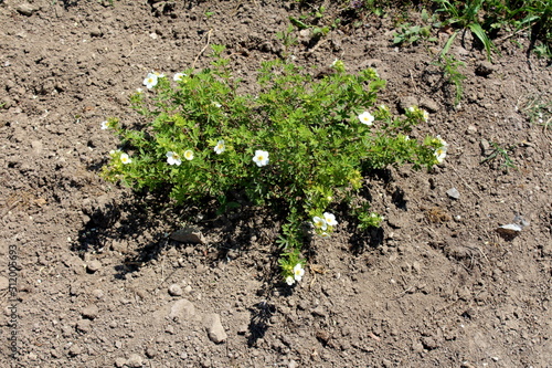 Canvastavla Montpellier cistus or Cistus monspeliensis rockrose shrub plant with white flowe