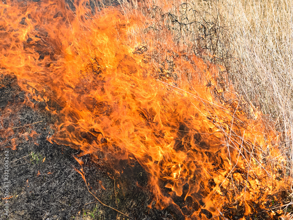 Burning dry grass and reeds Burning dry grass and reeds