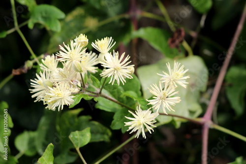 Old mans beard or Clematis vitalba or Travellers joy climbing shrub plant with bunch of closed flower buds and open blooming green white flowers growing from single stem surrounded with leaves