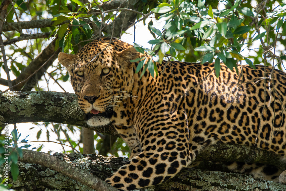 A male leopard sitting on a tree inside Masai Mara National Reserve during a wildlife safari A male leopard sitting on a tree inside Masai Mara National Reserve during a wildlife safari