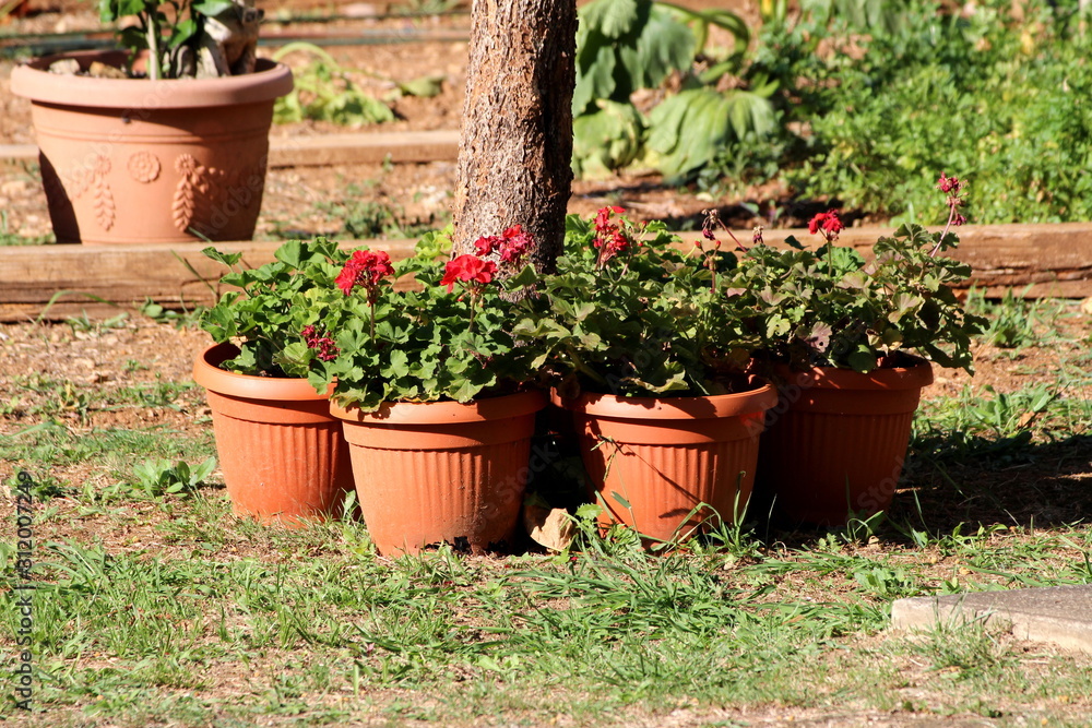 Plastic flower pots filled with Pelargonium Geranium open blooming red flowers arranged in circles around old tree in local home garden on warm sunny summer day