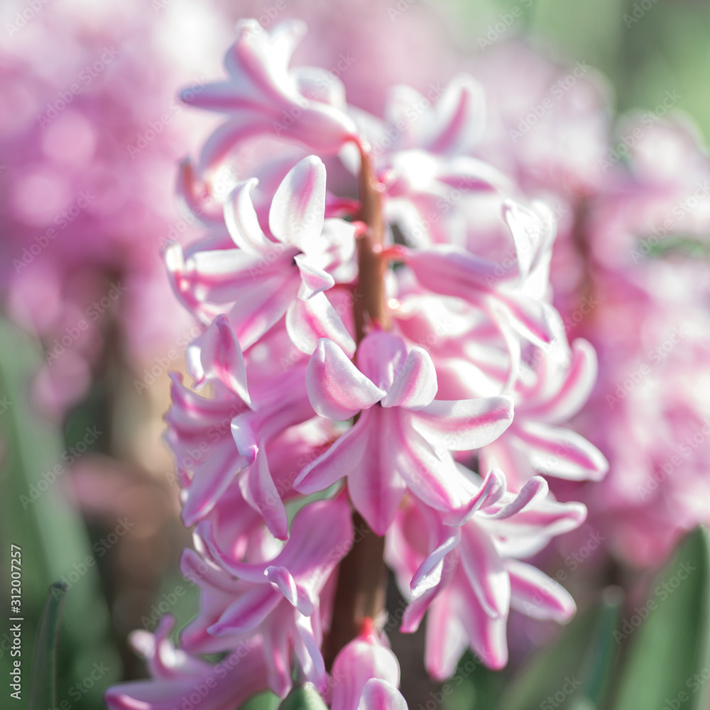 Pink hyacinth orientalis flower in the garden