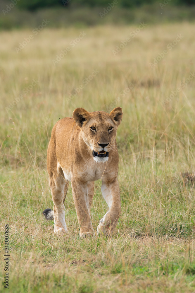 A lioness walking in the plains of Africa inside Masai Mara National Reserve during a wildlife safari A lioness walking in the plains of Africa inside Masai Mara National Reserve during a wildlife safari