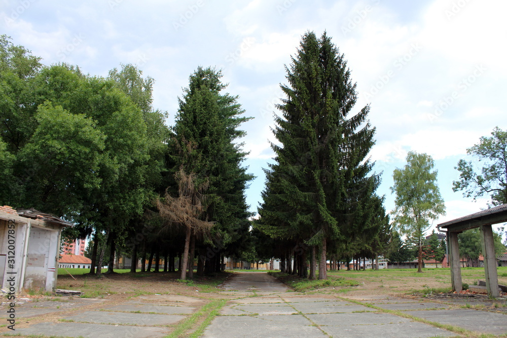 Rows of tall old pine trees and other vegetation planted around cracked concrete and paved road at abandoned industrial complex on warm sunny summer day