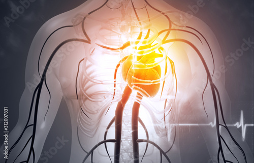 Human circulation cardiovascular system with heart anatomy. 3d illustration photo