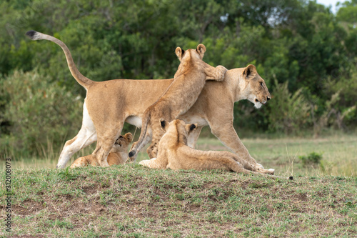 Lion cubs playing with mother in the plains of Africa inside Masai Mara National Reserve during a wildlife safari