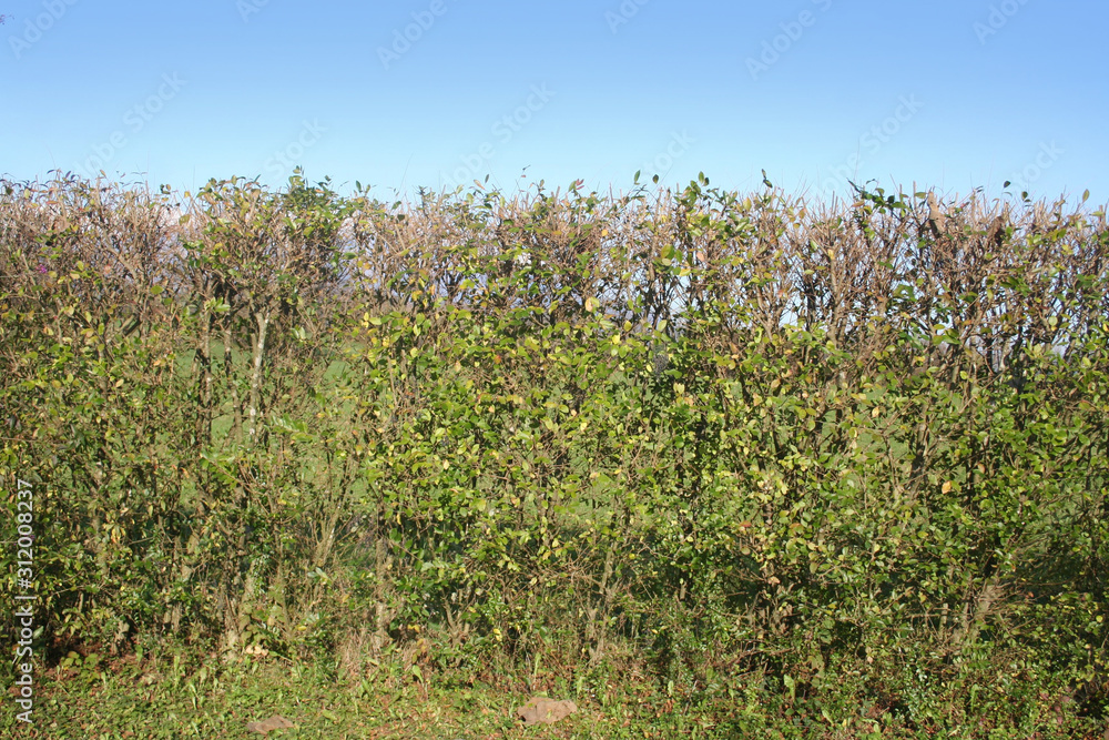 Common privet hedge against blue sky on winter season. Ligustrum vulgare tree in the garden 