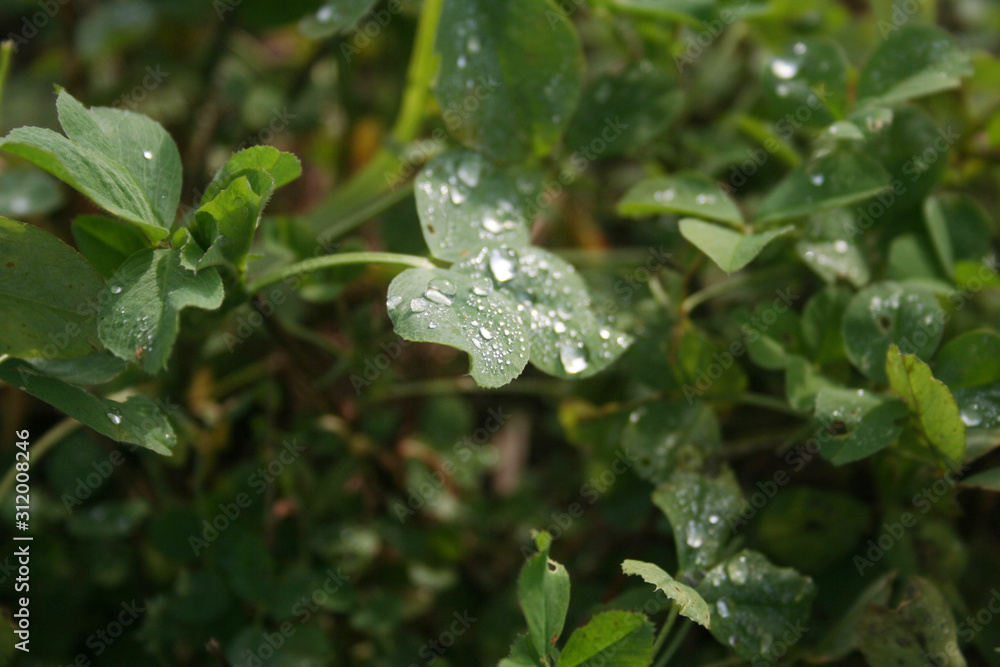 Fresh green Alfalfa plants in the field covered by raindrops or dew. Medicago sativa cultivation Fresh green Alfalfa plants in the field covered by raindrops or dew. Medicago sativa cultivation