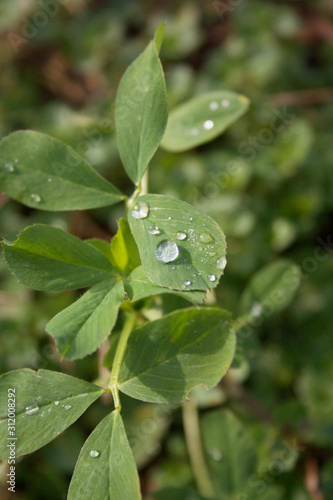 Fresh green Alfalfa plants in the field covered by raindrops or dew. Medicago sativa cultivation